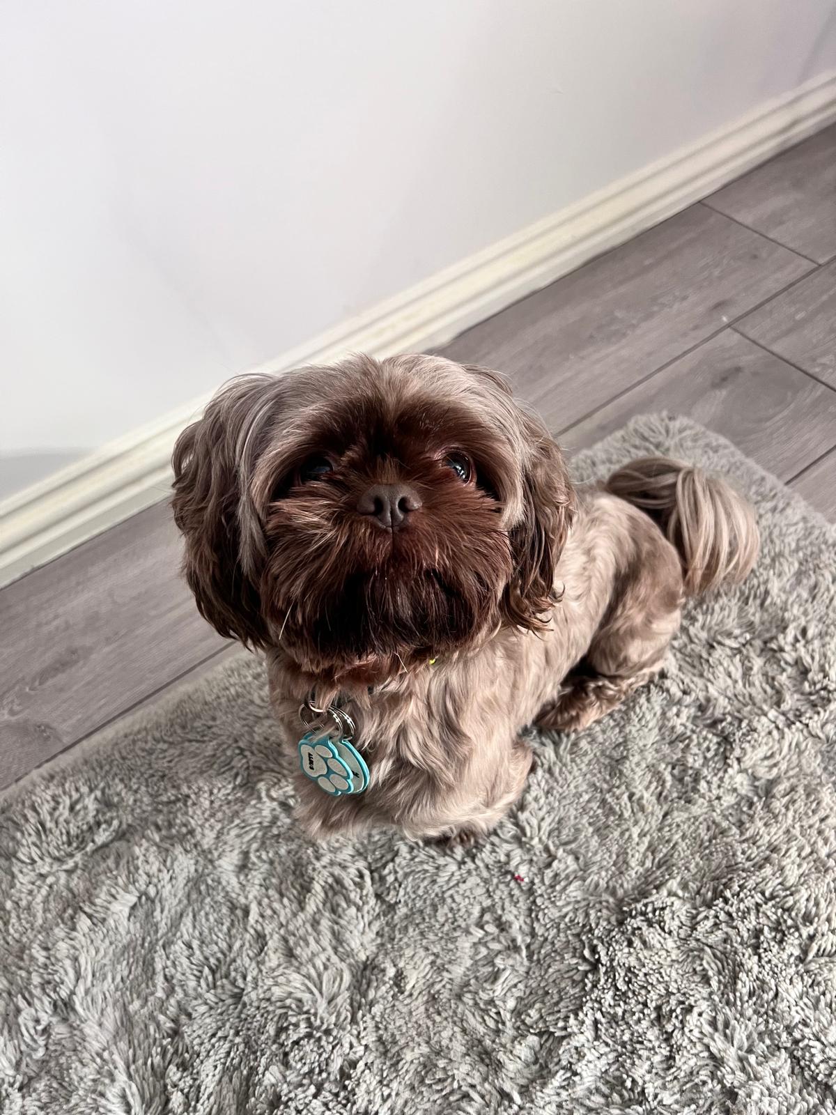 Albus the Shih Tzu showing off his new tags