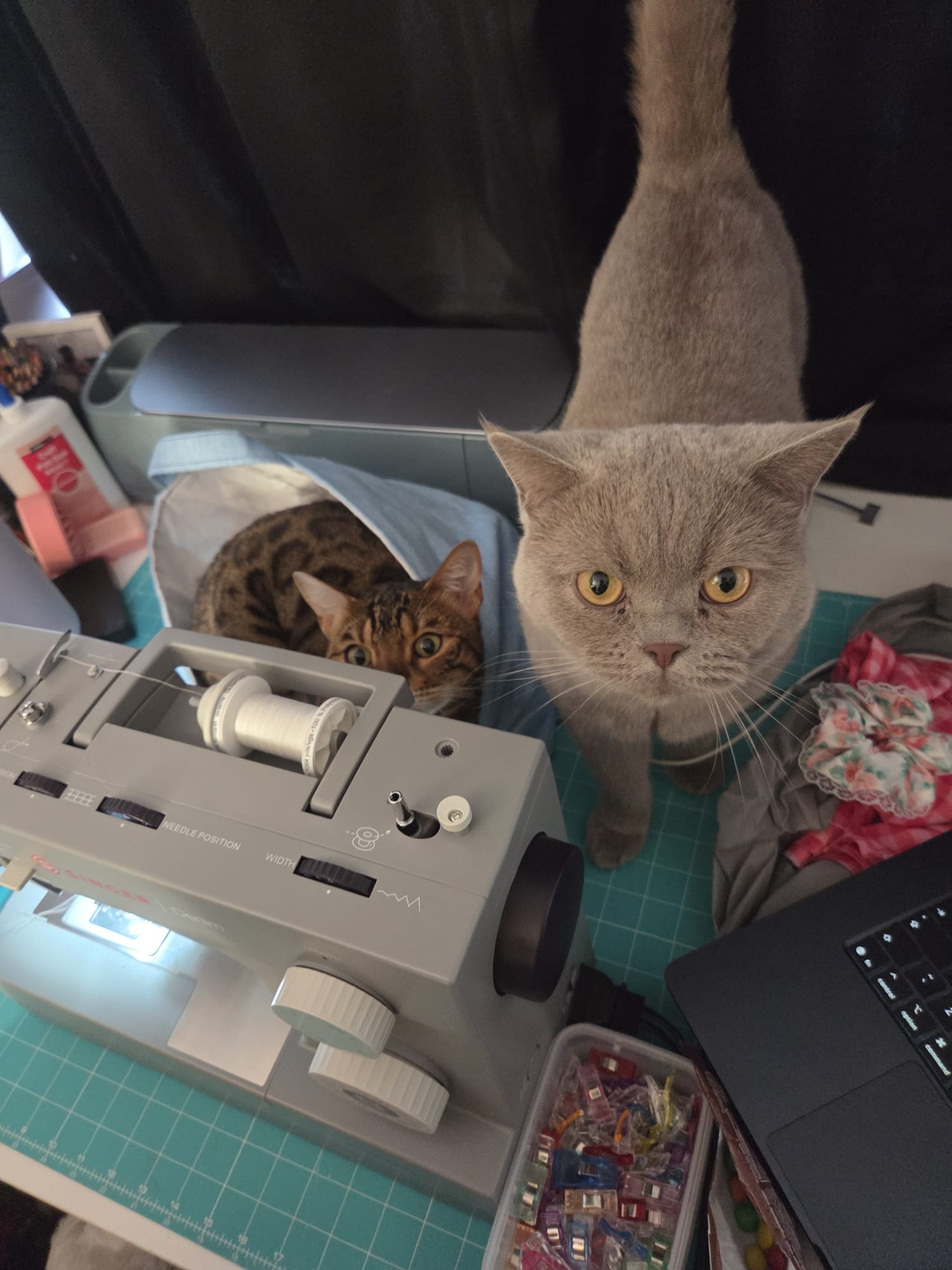 Both cats on the sewing table while Keith works