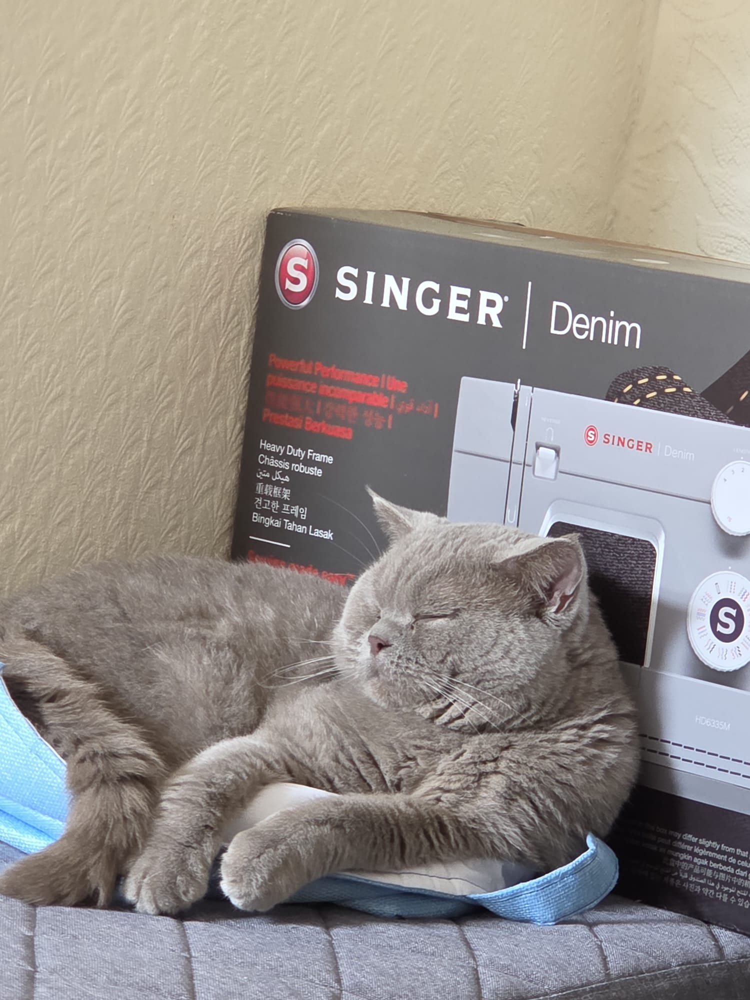 Finn the British Shorthair sleeping next to the sewing machine